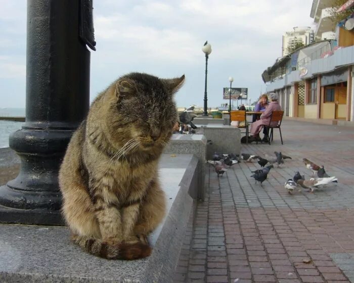 Купить кошку севастополь. Сочинские кошки. Кот на набережной. Коты в Сочи. Коты на набережной смешные.