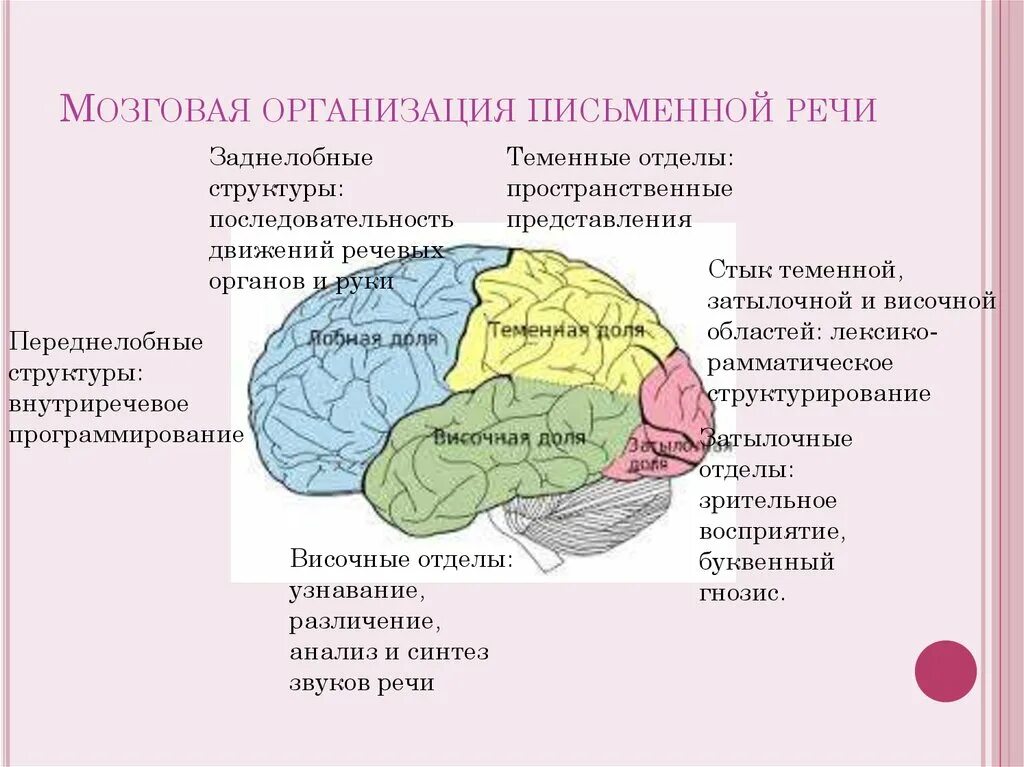 Расстройство полушарий. Мозговая организация речи таблица. Мозговая организация процесса письма. Мозговая организация речевой функции.. Мозговая организация письменной речи.