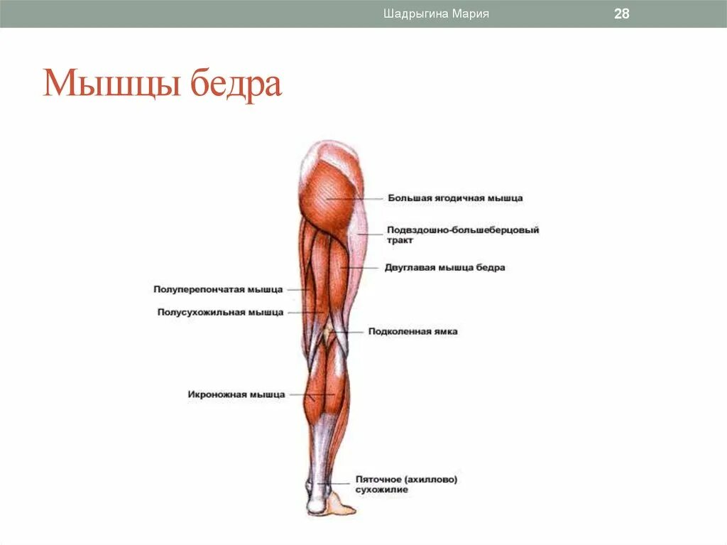 Мышцы нижней конечности анатомия строение. Мышцы ноги человека схема с названиями. Мышцы нижней конечности схема. Мышцы ног человека анатомия функции. Место ниже бедра