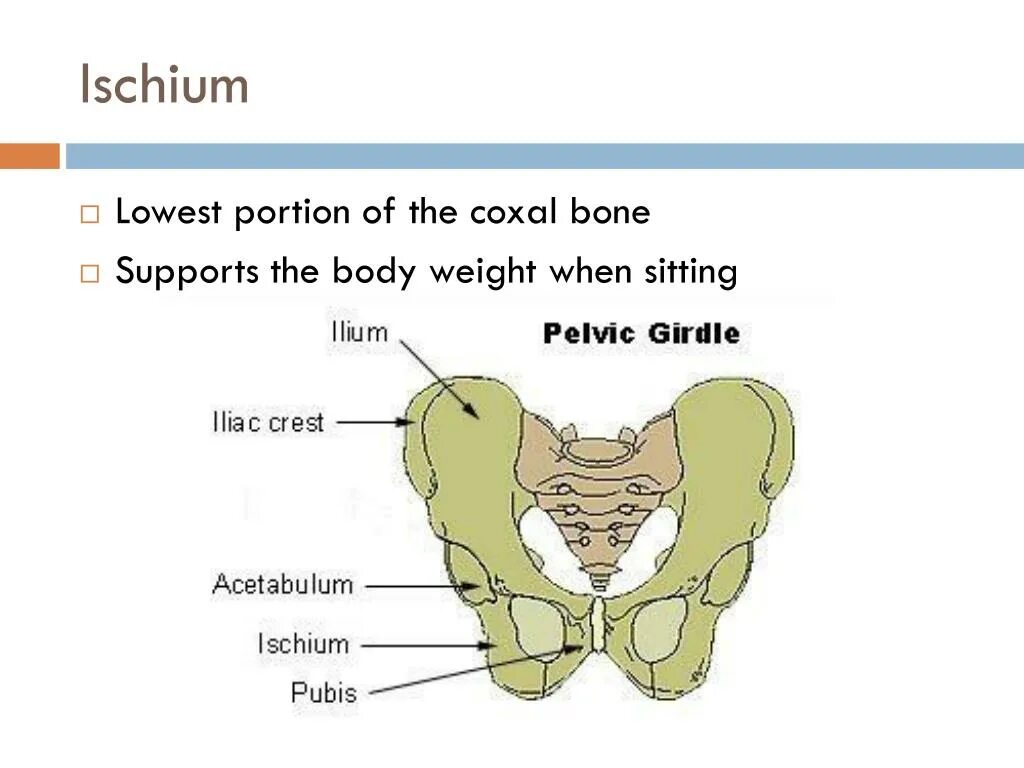 The bones consist of. Ischium кость. сколько ветвей имеет os ischium.. pelvic bone that lies below the ischium. quadrilateral surface of pelvic.