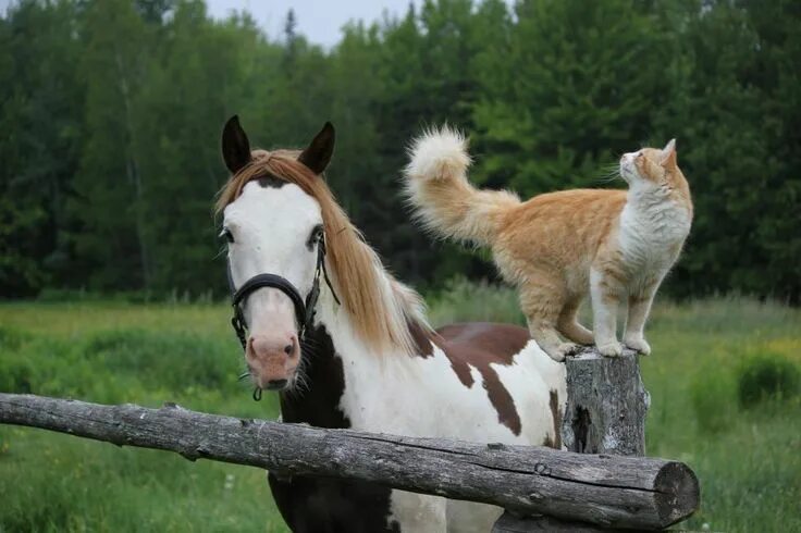 Смешные лошади. Дружба животных. Лошадка и котик. Лошадка кошечка. Дружба кошки и лошади.