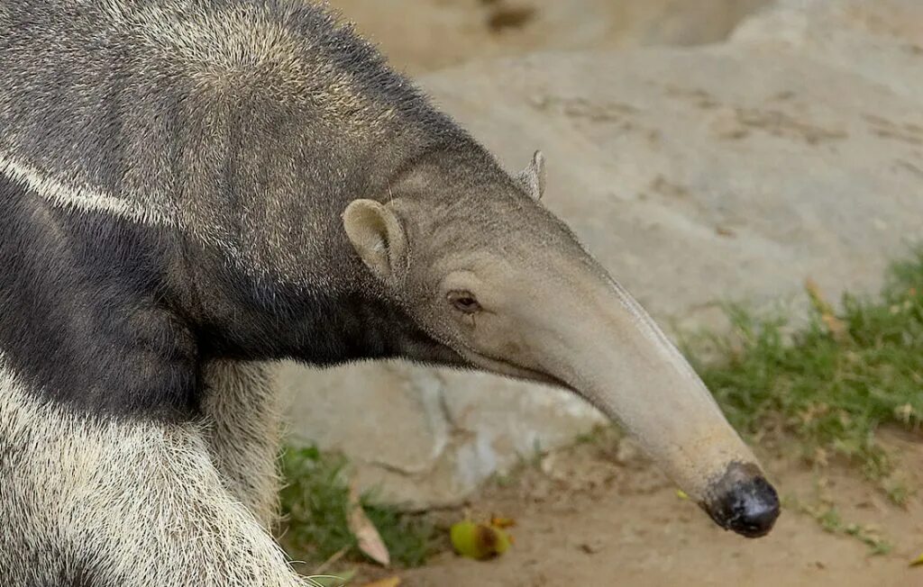 Муравьед. Гигантский муравьед. Муравьед альбинос. Anteater муравьед. Муравьед длинный язык