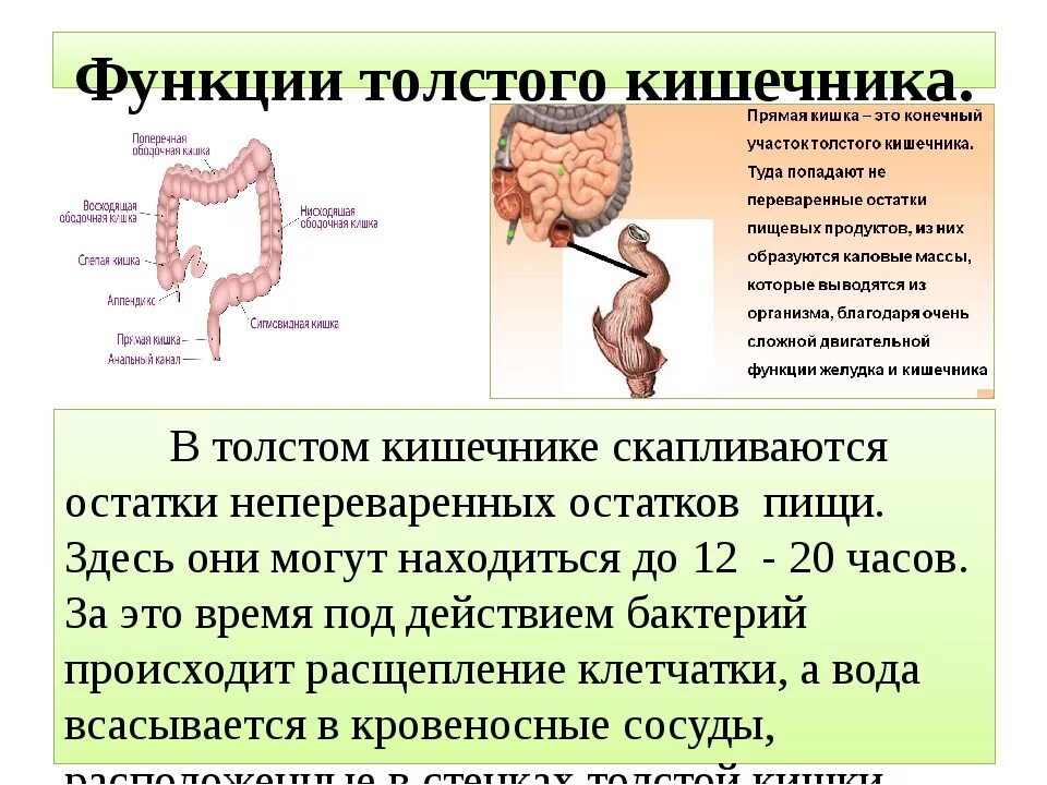 Какой процесс происходит в тонком кишечнике. Какой процесс происходит в тонком кишечнике
