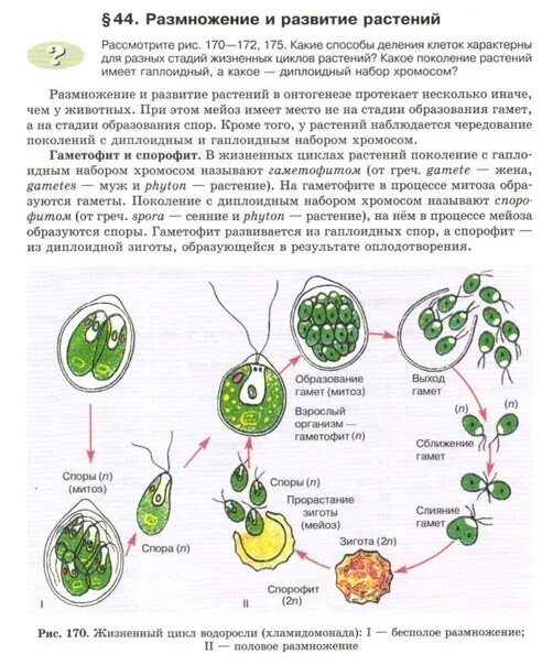 Цикл развития хламидомонады рисунок. Размножение хламидомонады схема. Жизненный цикл хламидомонады ЕГЭ. Жизненный цикл зеленых водорослей хламидомонады.