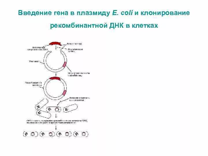 Образование новых комбинаций генов. Способы введения рекомбинантных ДНК В клетки животных. Клонирование ДНК схема. Введение рекомбинантной плазмиды в клетку. Введение рекомбинантной ДНК В клетку.