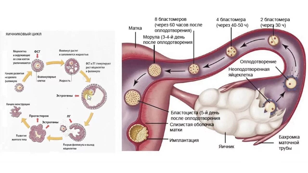 Этапы развития оплодотворенной яйцеклетки. Этапы развития оплодотворенной яйцеклетки по дням. Процесс оплодотворения яйцеклетки схема. Процесс формирования яйцеклетки схема. Лопнула овуляция