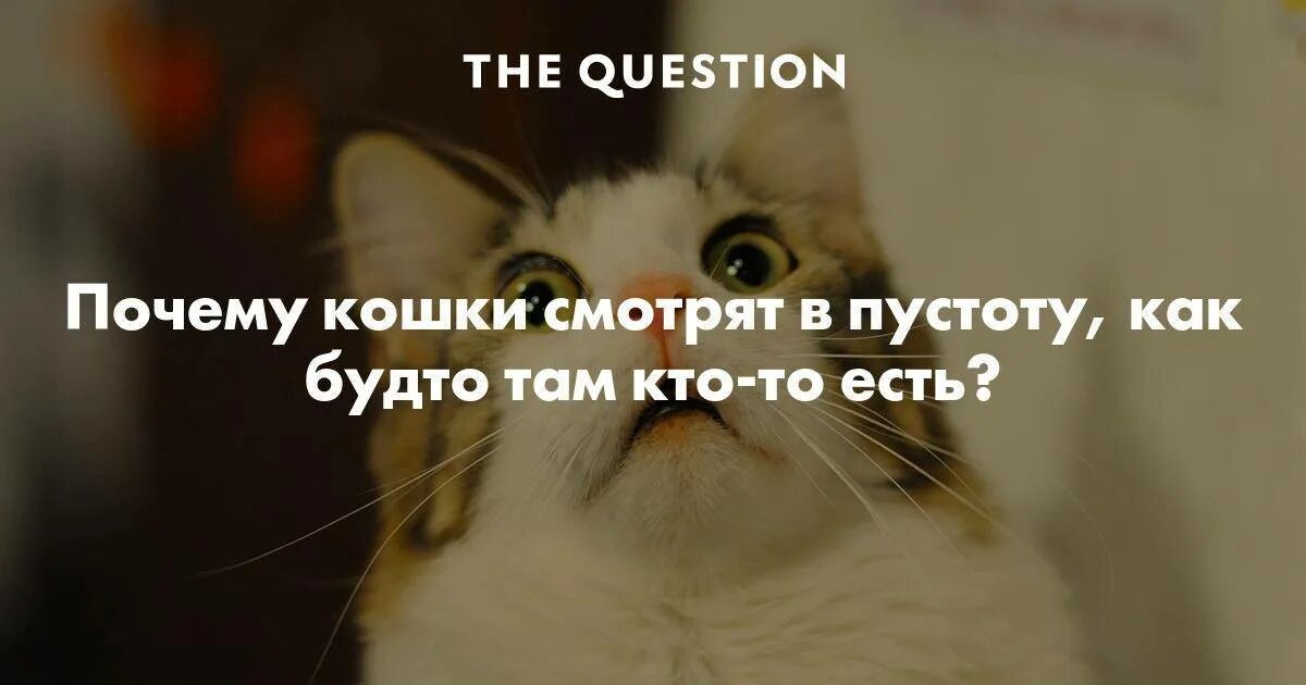 Почему кот смотрит в глаза. Почему кошки смотрят в пустоту. кот смотрит в пустоту. кошка смотрит в пустоту. почему коты смотрят в пустоту.