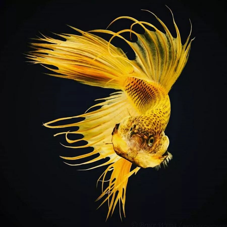 Морская Курочка. Рыбка Курочка. Рыба морская курица. Рыбка желтый волосатик.