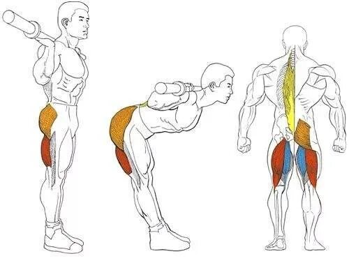 Наклоны со штангой. Наклоны со штангой на плечах. Упражнения на спину с гантелями. Упражнения на спину со штангой.