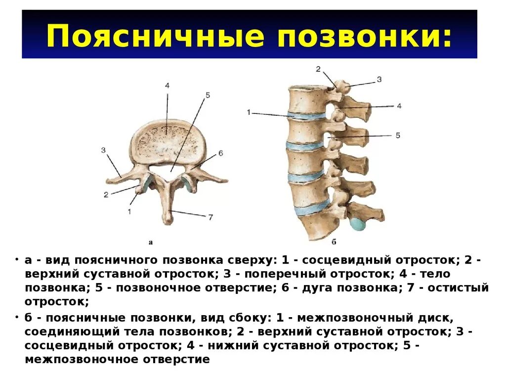 Позвонки грудного отдела подвижны. Поясничный позвонок вид сбоку. Строение позвонка поясничного отдела. Поясничные позвонки снизу анатомия. Поясничный позвонок строение анатомия.