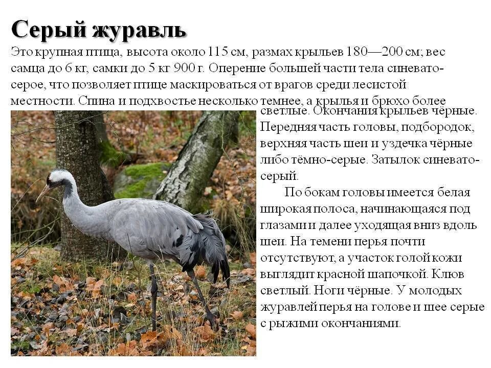 Сообщение серые. Серый журавль красная книга республики коми. серый журавль. серый журавль занесен в красную книгу. сообщение о сером журавле.