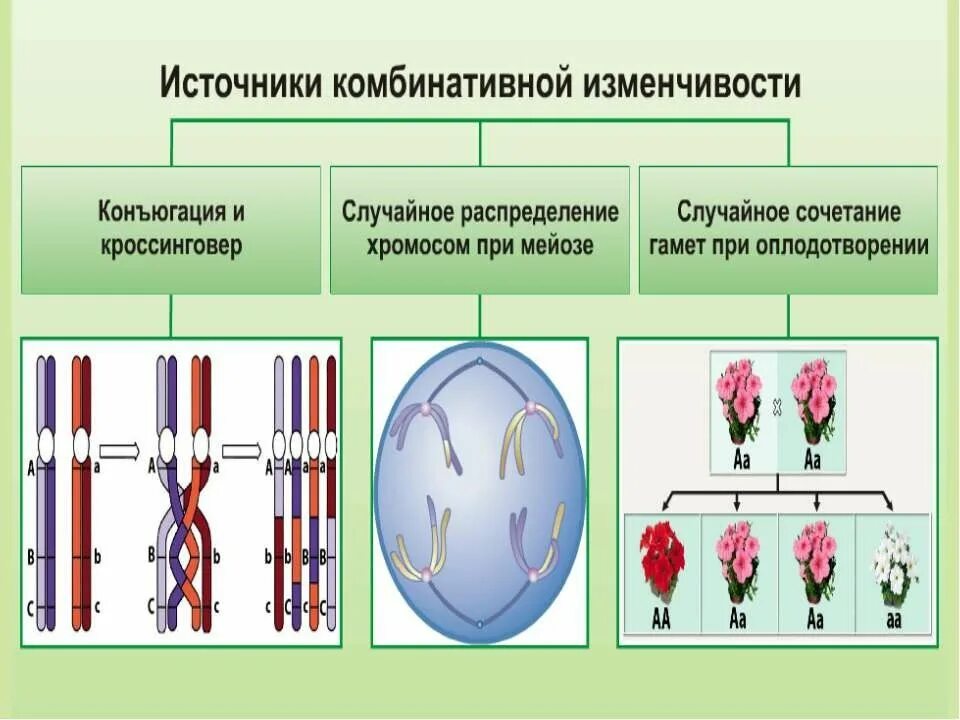 Независимое расхождение хромосом в мейозе кроссинговер