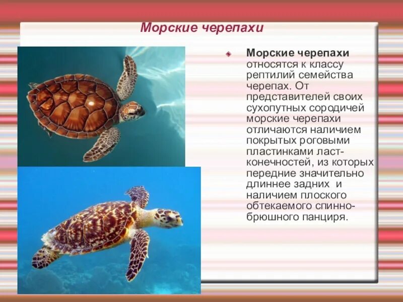 Морская черепаха. Сообщение о морской черепахе. Морские черепахи семейство. Морская черепаха описание. Укажите класс черепахи