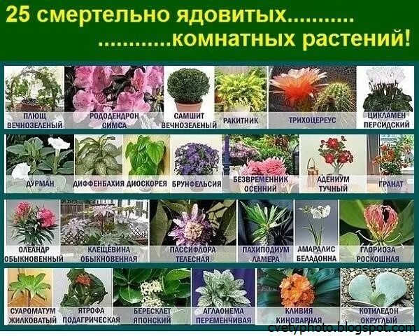 домашние растения. какие комнатные растения вызывают аллергию. диффенбахия полив. комнатные растения вызывающие аллергию у людей. кротон мужегон.