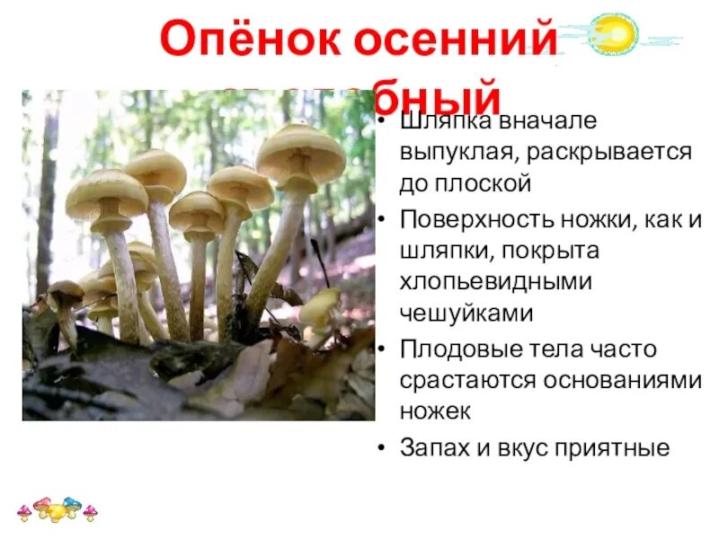 Определите тип питания опенок осенний. Опёнок осенний раскрытая шляпка. цвет шляпки опенок осенний. опята ножка на срезе. опята шляпка снизу.