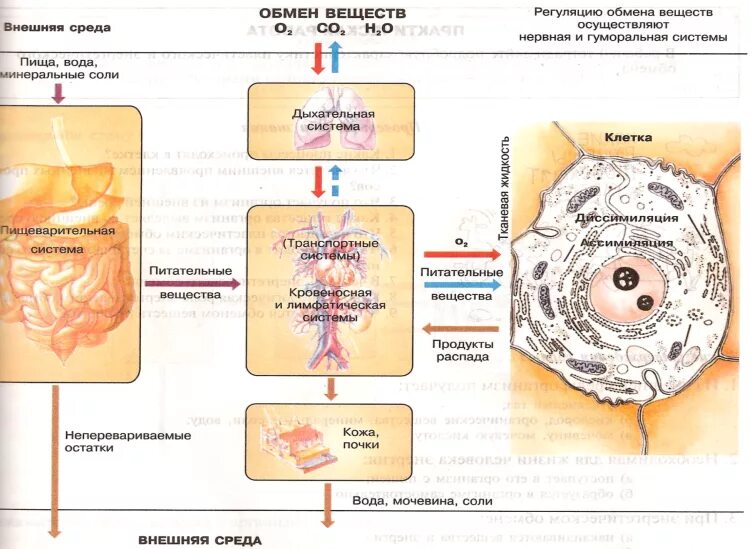 Схема обменных процессов в организме. Обмен веществ в организме человека биология 8 класс. Обмен веществ и энергии человек биология 8 класс. Метаболизм схема биология 8 класс.