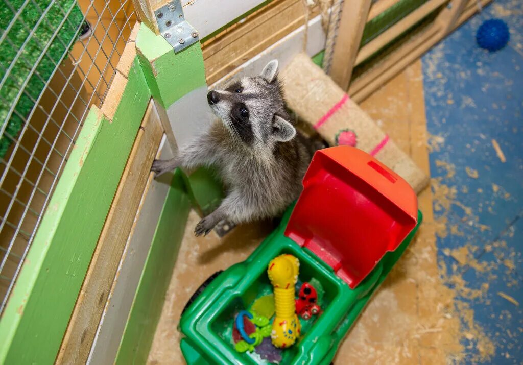 менделеева 160 зоопарк. лапушки уфа. зоопарки уфы адреса. контактный зоопарк уфа гостиный двор. саванна зоопарк уфа на менделеева.