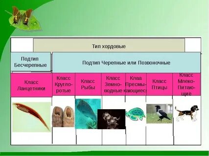 Таблица позвоночные животные 8 класс