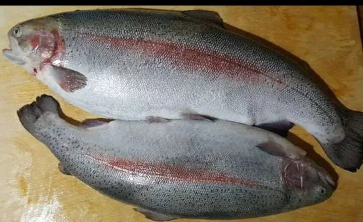 Морская форель потрошенная. Форель 2 3. Форель премиум чили. Форель 1,4-1,8кг турция. Лосось чили премиум.