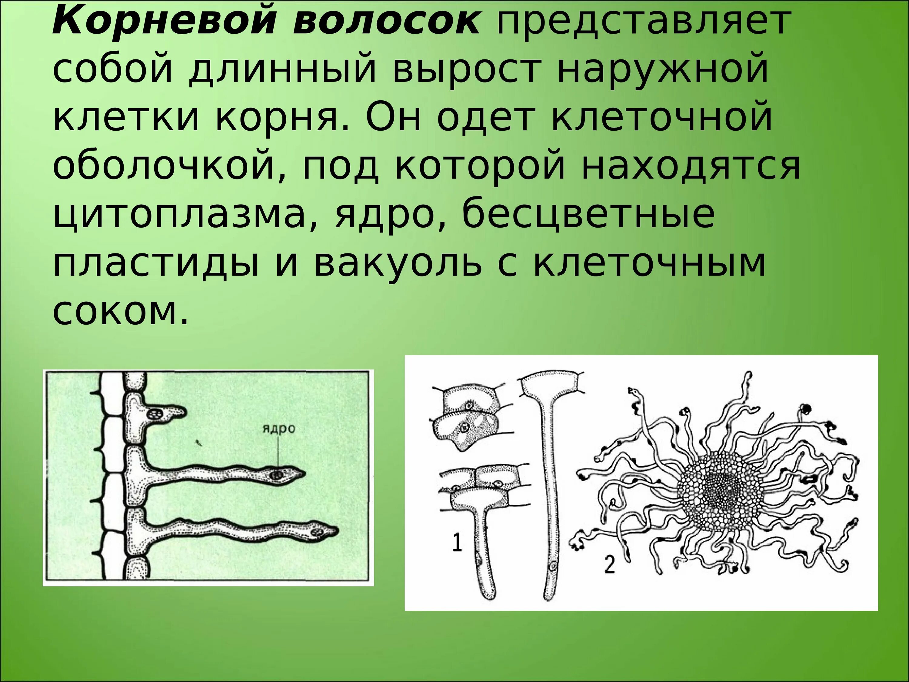 Строение волоска корня растения. Строение корневого волоска. Корневой волосок представляет собой. Корень с корневыми волосками.