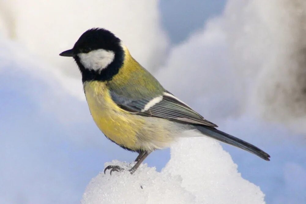 гнездо синицы лазоревки. зимующие птицы синица. оседлые кочующие и перелетные птицы. снегири и некоторые виды синиц являются оседлыми. синицы московка гаичка.
