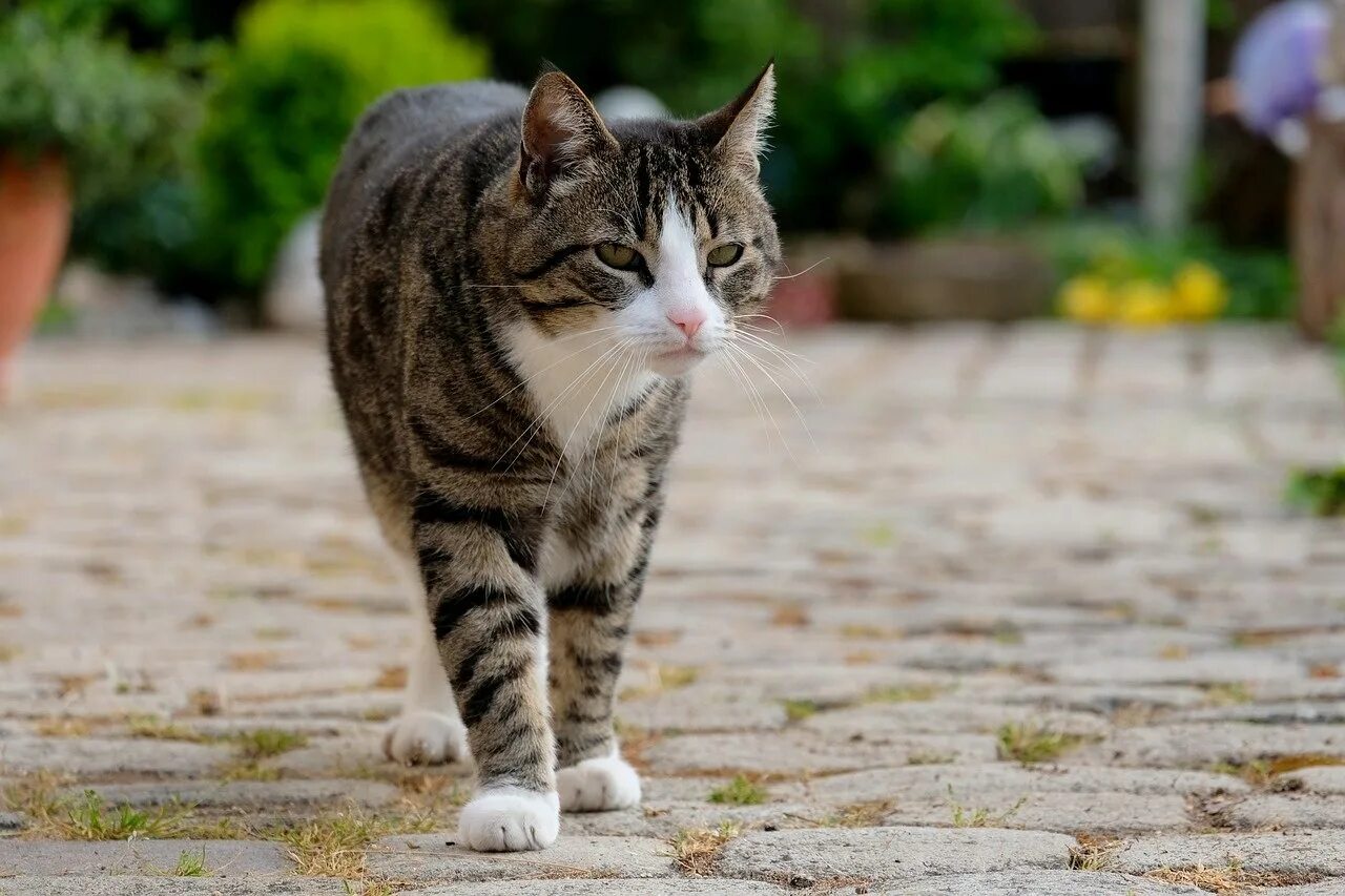 Кошка гуляет. Кошка на улице. кот гуляет. коты гуляют. кот гуляет на улице.