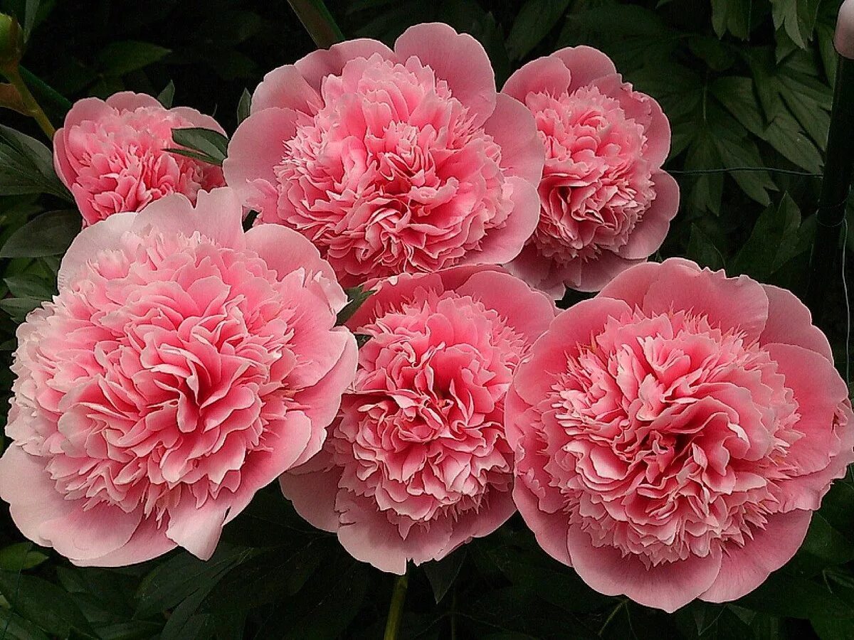 Пионы название сорта. Пион этчед салмон paeonia etched salmon. пион распберри роуз. пион альберт краусс. пионы сорта этчед салмон.