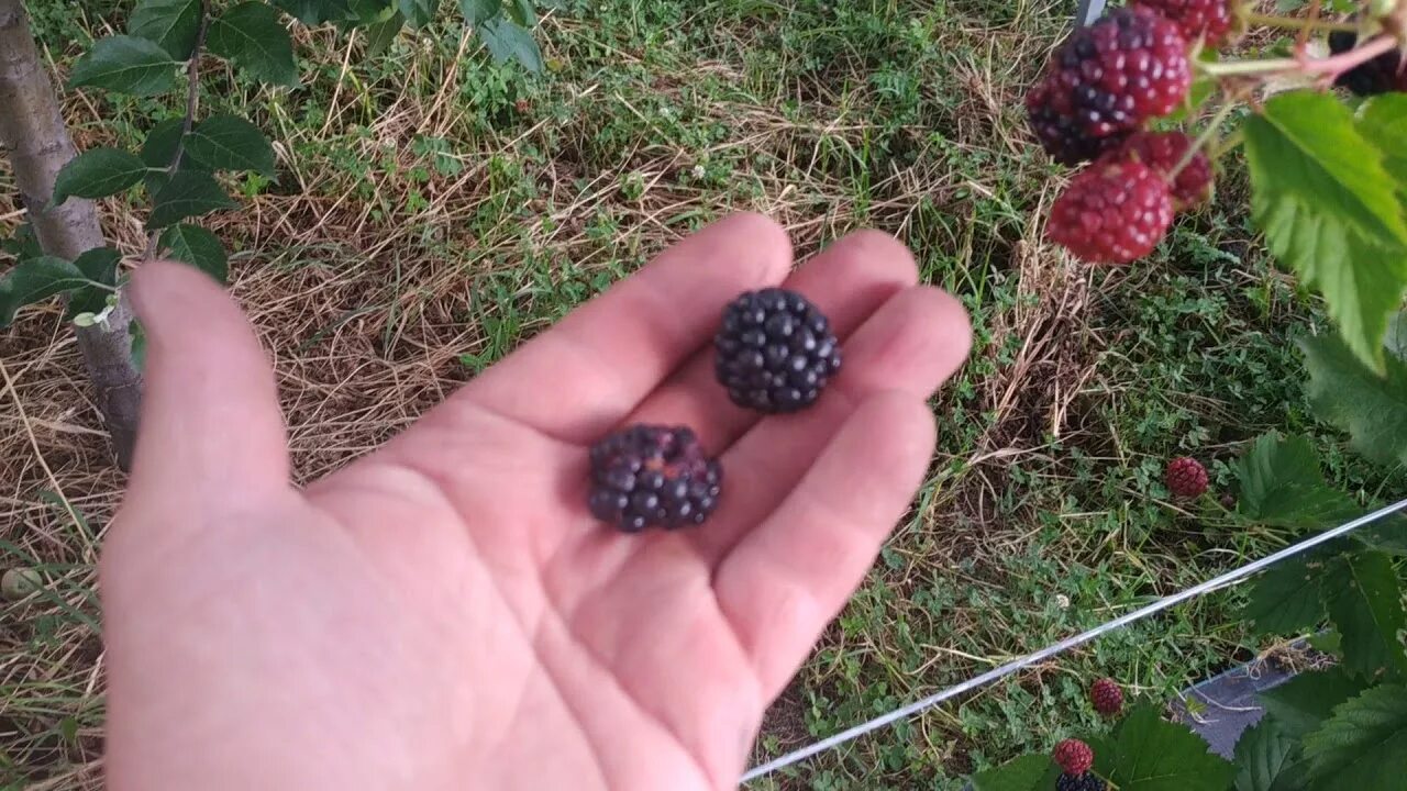 Саженцы ежевики Небеса - Bestberry