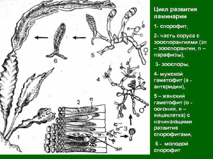 Схема красных и бурых водорослей. Цикл размножения ламинарии схема. Строение таллома ламинарии. Строение таллома бурых водорослей. Размножение бурых водорослей схема.