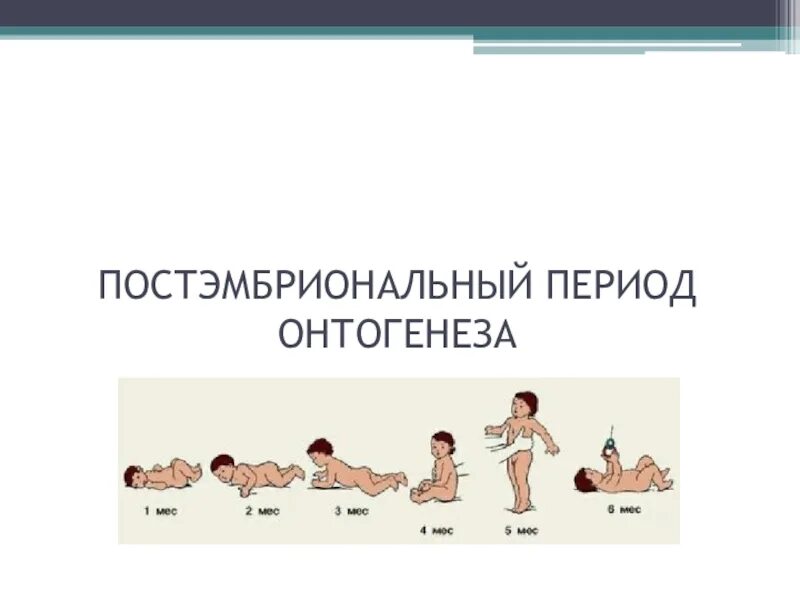 Метод замещающего онтогенеза. Пост эмбриональный период онтогенеза. . онтогенез. постэмбриональный период онтогенеза. постэмбриональный период. онтогенез человека постэмбриональный период.