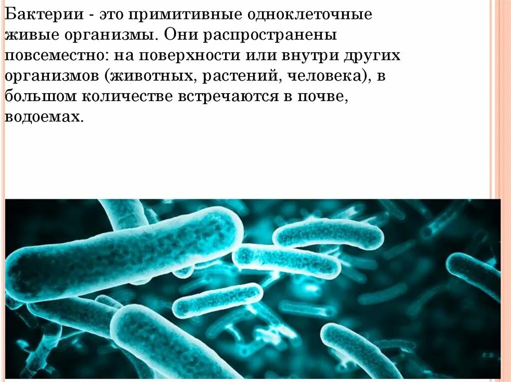 Бактерия. Бактерии и их роль. Полезная роль бактерий. Микроорганизмы в жизни человека.