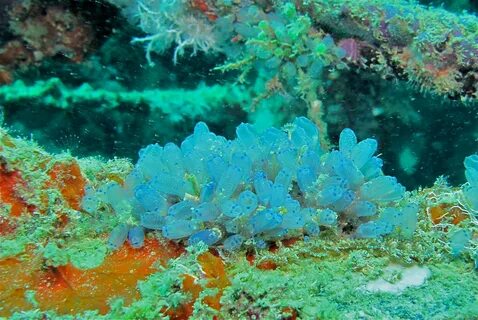 Sea Squirts (Clavelina moluccensis) (8500465588).jpg. 