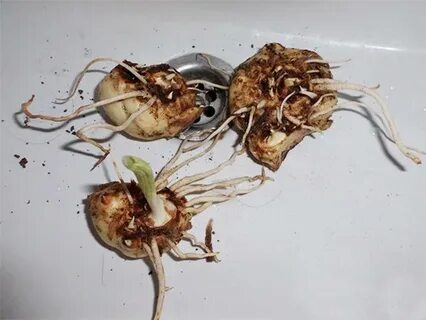 Каллы где верх где низ