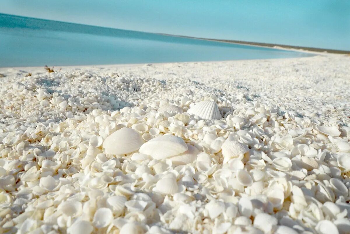 Белые камни где находится. Шелл Бич Австралия. Пляж Шелл Бич Австралия. Австралия ракушечный пляж. Феодосия ракушечный пляж.