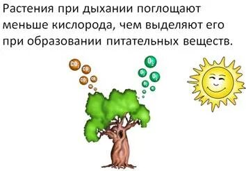 Сколько человек поглощает кислорода. При питании растение поглощает. При дыхании растение поглощает. Что поглощают и выделяют растения. При питании растение поглощает а выделяет.