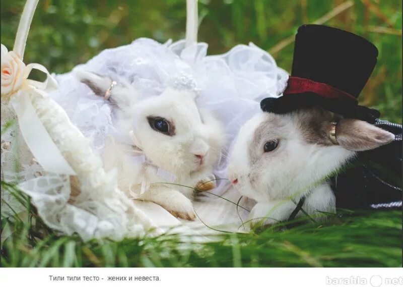 Тили тили тесто жених и невеста картинки прикольные. Открытка тили тили тесто жених и невеста. Открытка тили тили тесто жених и невеста. Тесто жених и невеста песня. Титилт тесто жених и невеста.
