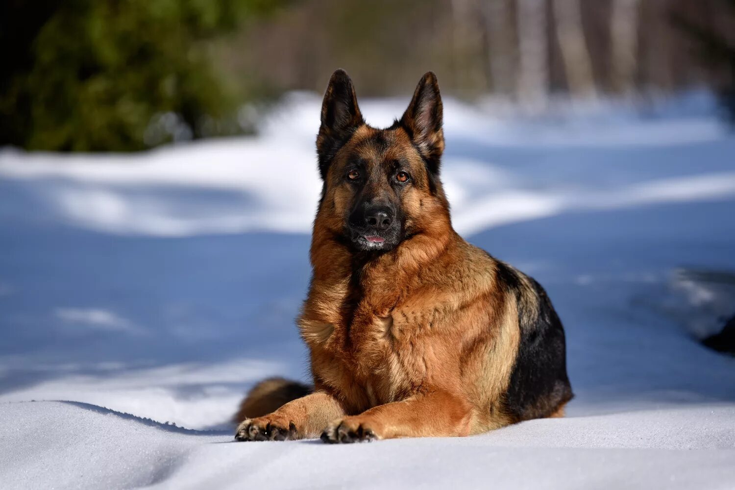 Как выглядит собака овчарка Le Berger Allemand, un chien très attachant Animalblog Animal shelter, Dog bre