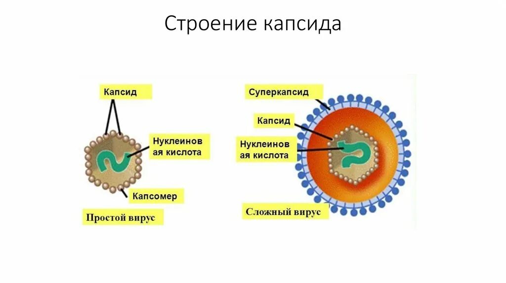 Содержит капсид. Строение капсида. типы капсид. капсид и его строение. схематичное изображение расположения капсомеров в капсиде вирусов.