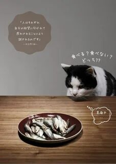 The cat is looking at me