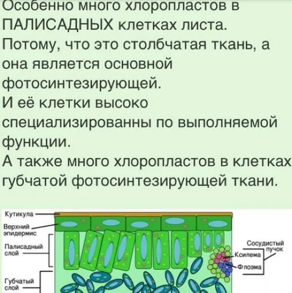 В каких клетках листа расположены хлоропласты. Ткани листа. Клетки основной ткани листа. Ткани листа растения. Клетка столбчатой ткани.