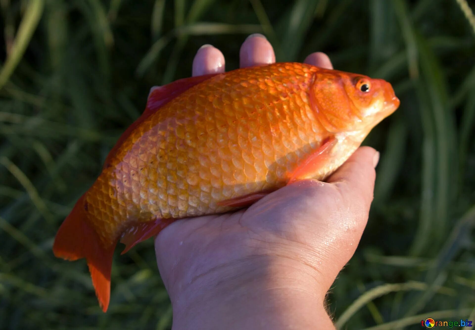 Карась фото. Карась красный (Carassius auratus auratus). Золотая рыбка карась китайский. Аквариумная рыбка Карасик красный. Красны йзолотой карасть.