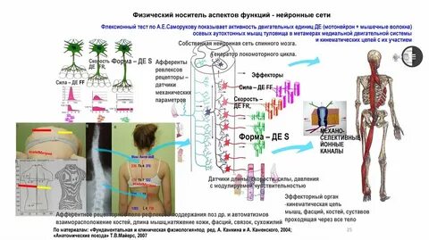 Физиология под