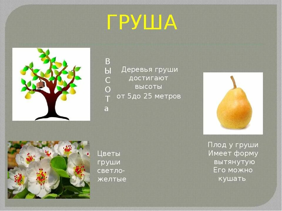 Какой признак внешнего строения груши