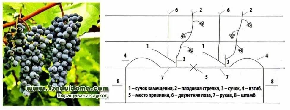 Образец инвестиционного проекта выращивание винограда Хотите посадить виноград Сажайте по нашей схеме и ждите урожай в следующем сезо