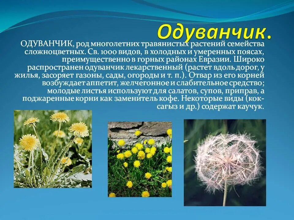 Сообщение о цветке 2 класс окружающий мир