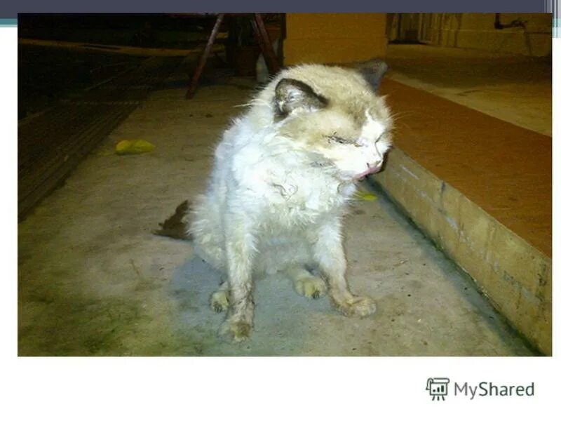 Профилактика лейкоза кошек. Вирусный кошачий лейкоз симптомы. Вирусная лейкемия симптомы. Вирусный иммунодефицит кошек. Возбудитель вируса лейкоза кошек.