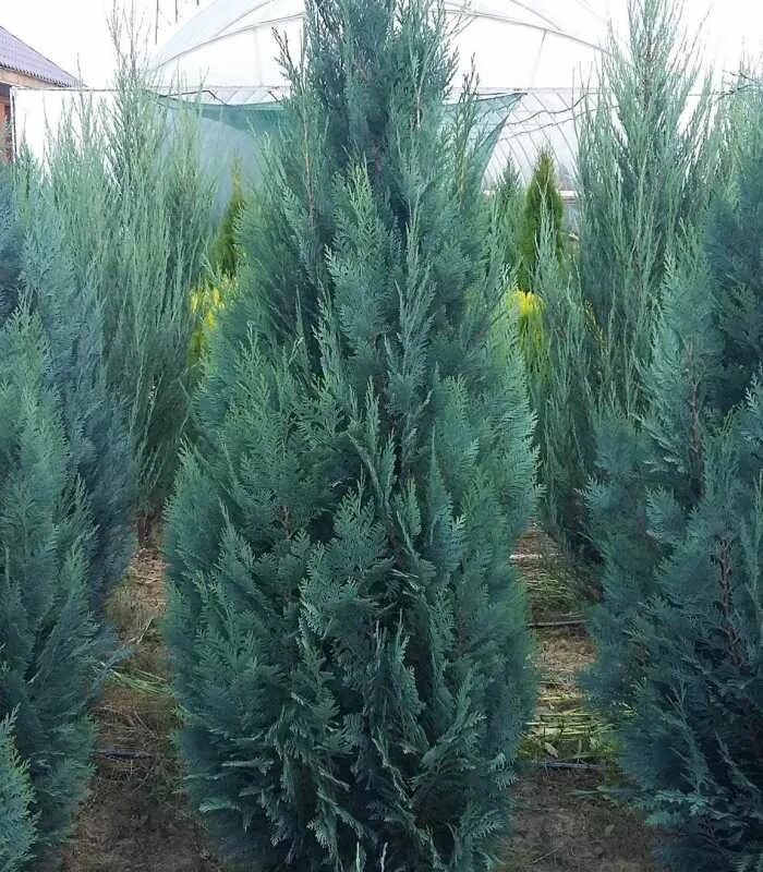 Кипарисовик блю сюрпрайз. Кипарисовик лавсона стардаст. Лавсона колумнарис. Кипарисовик колумнарис. Голубой кипарис.