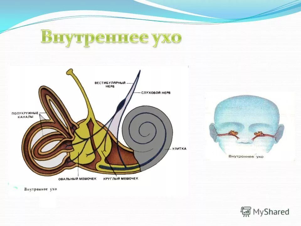 Улитка внутреннего уха заполнена