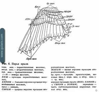 Верхние кроющие крыла