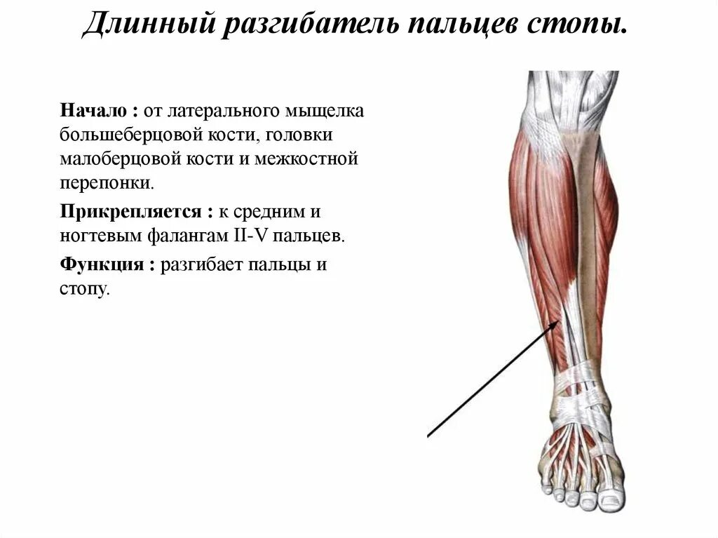 Длинный сгибатель стопы. Длинный разгибатель пальцев начало и прикрепление. Длинный разгибатель большого пальца голени. Длинный разгибатель пальцев мышца голени. Короткий сгибатель пальцев стопы анатомия.